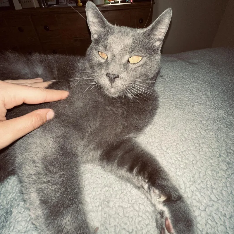 An adult extra large-sized male Gray / Blue / Silver Domestic Short Hair cat named Scrim for adoption in Blairsville, GA