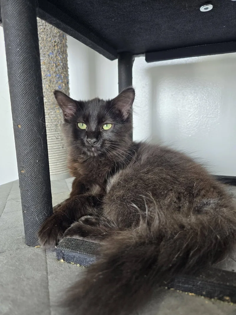 A young medium-sized female Black Domestic Long Hair cat named Jan for adoption in Prineville, OR