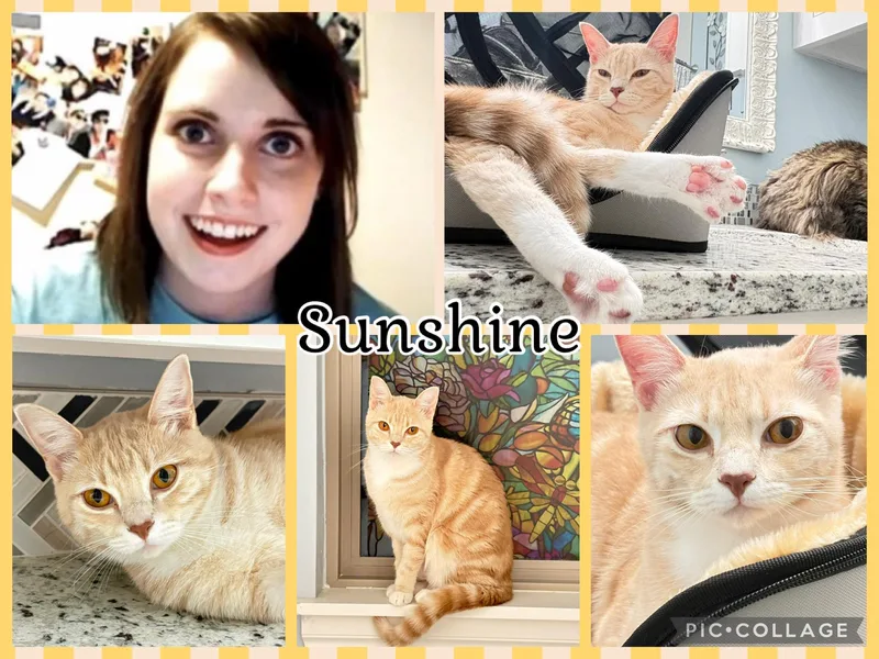 A young medium-sized female Tabby (Orange / Red) Tabby cat named Sunshine for adoption in Lawton, OK
