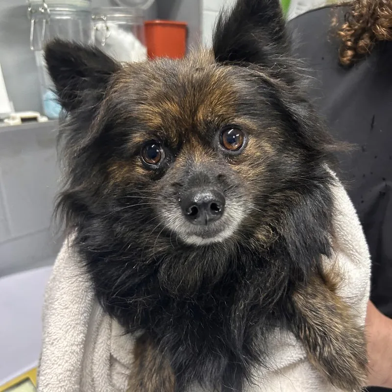 An adult small-sized female Black Pomeranian dog named Shay for adoption in Summerville, SC