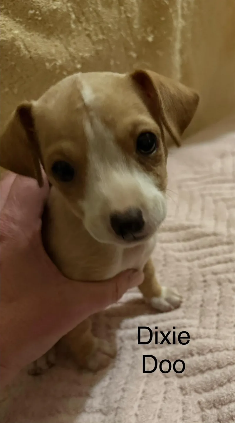 A baby small-sized female Chihuahua dog named Dixie doo for adoption in Discovery Bay, CA