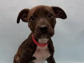 A baby medium-sized female Terrier dog named Camero for adoption in Woodbury, MN