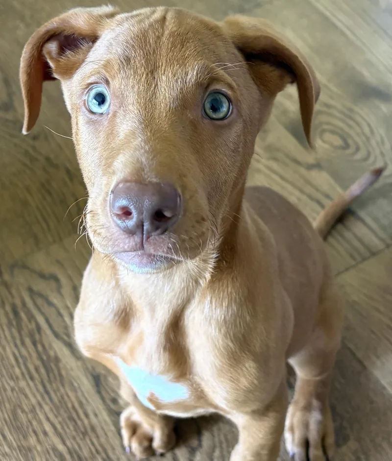 A baby medium-sized male Red / Chestnut / Orange Mixed Breed dog named Peeta for adoption in Maineville, OH