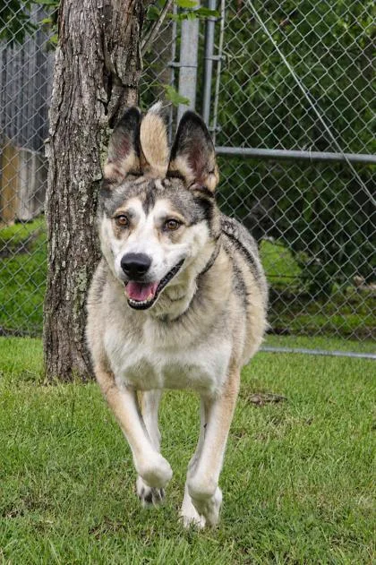 An adult large-sized male Siberian Husky dog named Prince for adoption in New Orleans, LA
