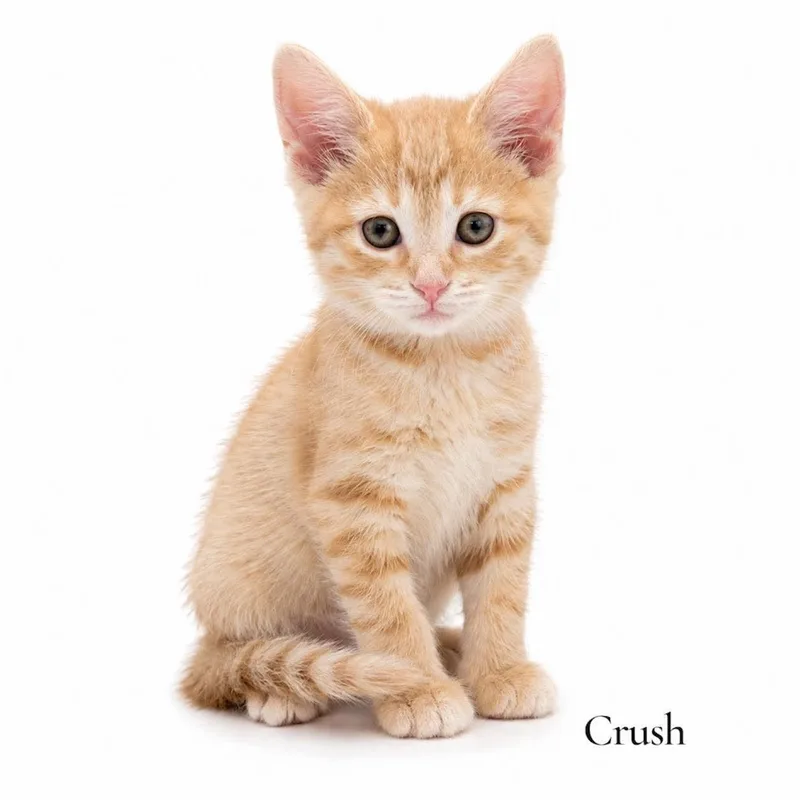 A baby medium-sized female Tabby (Orange / Red) Domestic Short Hair cat named Crush for adoption in Stevensville, MI