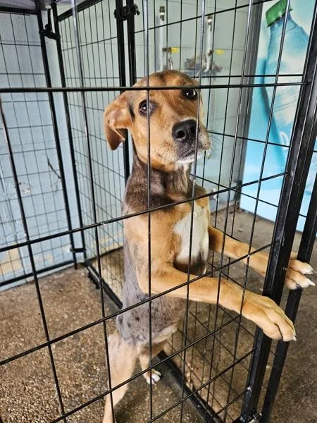 A young small-sized female Hound dog named Sparkles for adoption in Mobile, AL