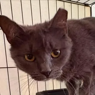A young small-sized female Gray / Blue / Silver Domestic Short Hair cat named Maya for adoption in Washington, DC