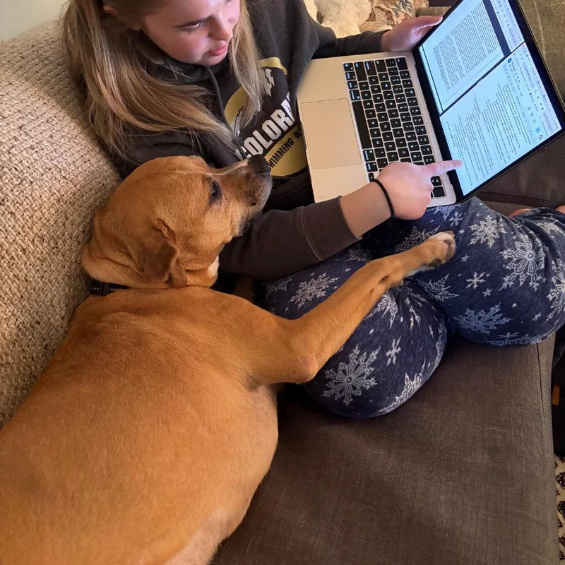 An adult medium-sized female Boxer dog named Amanda for adoption in Washington, DC