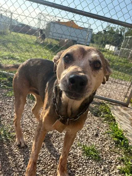 A senior medium-sized male Bicolor Beagle dog named Guy for adoption in Munfordville, KY