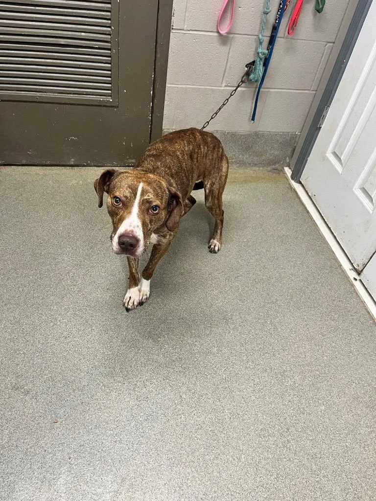 A young large-sized female Hound dog named Cricket Stamps for adoption in Hopkinsville, KY