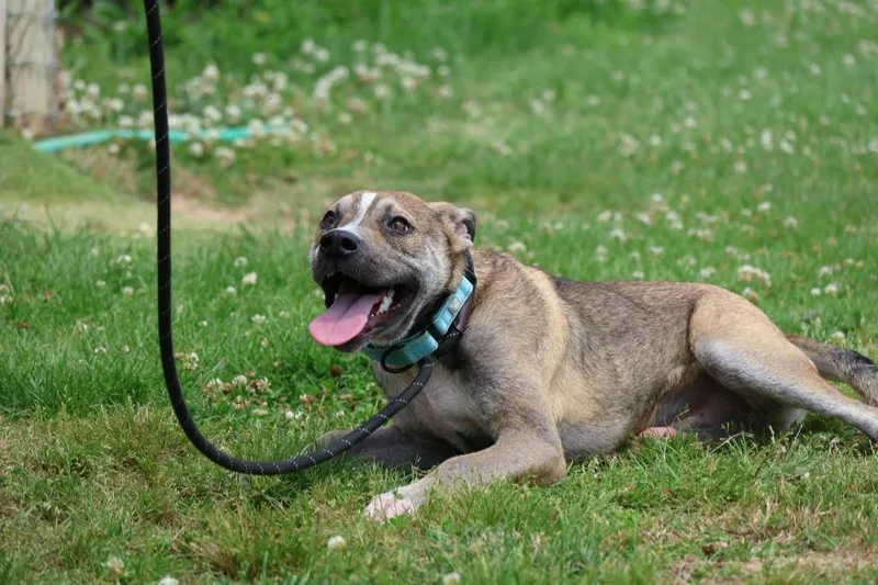 A baby medium-sized male Mixed Breed dog named Hankie for adoption in Columbia, TN