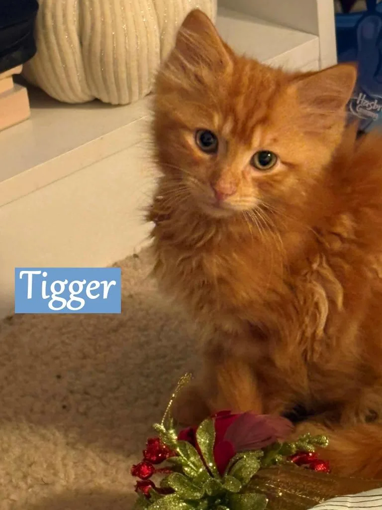 A baby medium-sized male Domestic Short Hair cat named Tigger for adoption in Hoover , AL