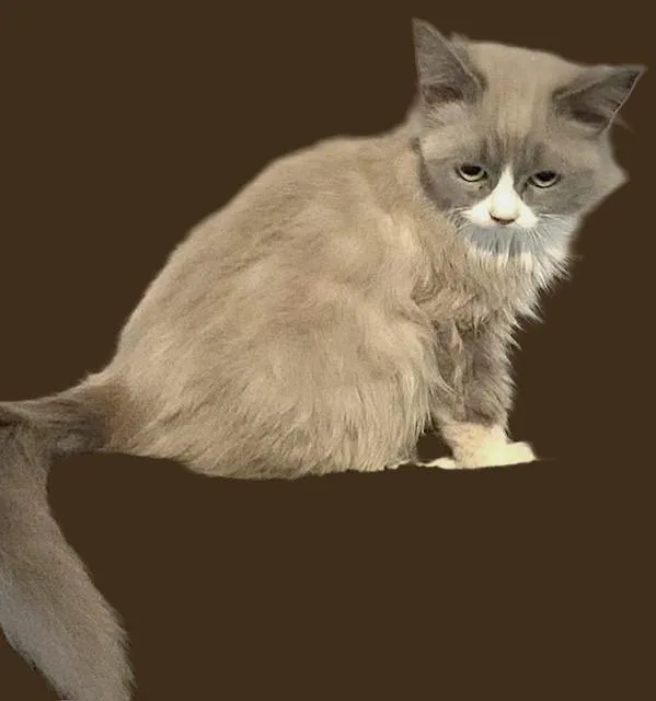 Cococreme thumbnail 3