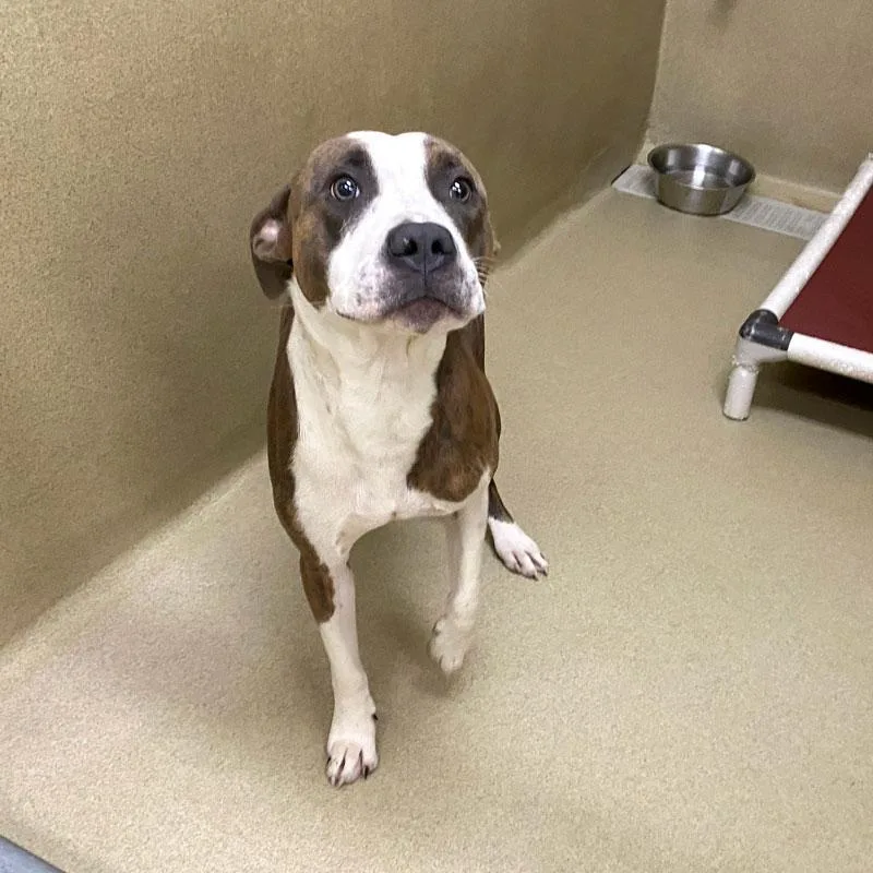 A young medium-sized male Brindle Pit Bull Terrier dog named Tiger for adoption in Monroe, GA