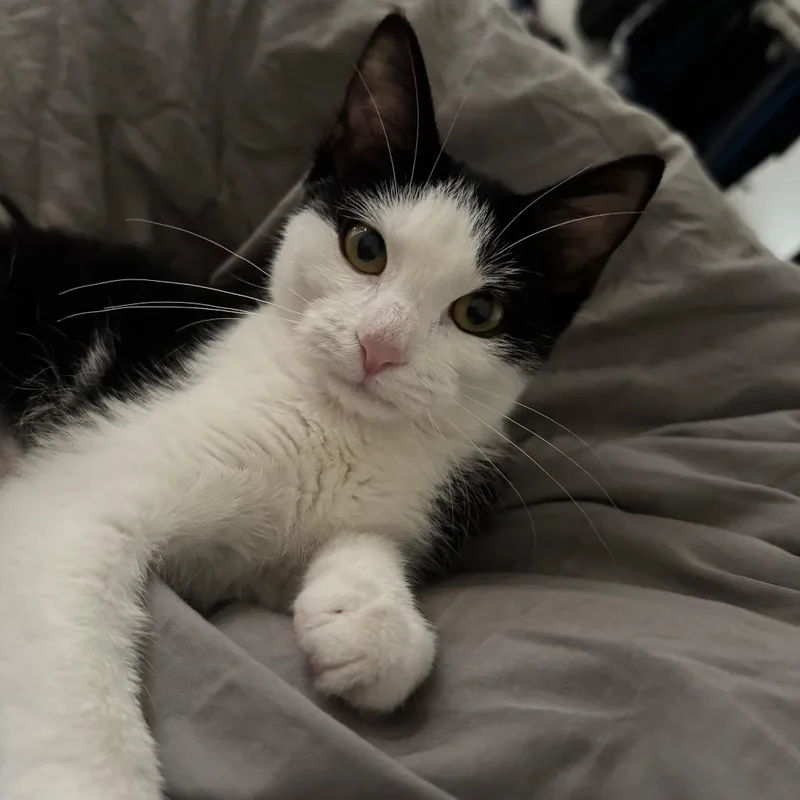 A baby small-sized female Black Domestic Short Hair cat named Mistress Mary Quite Contrary for adoption in Evanston, IL