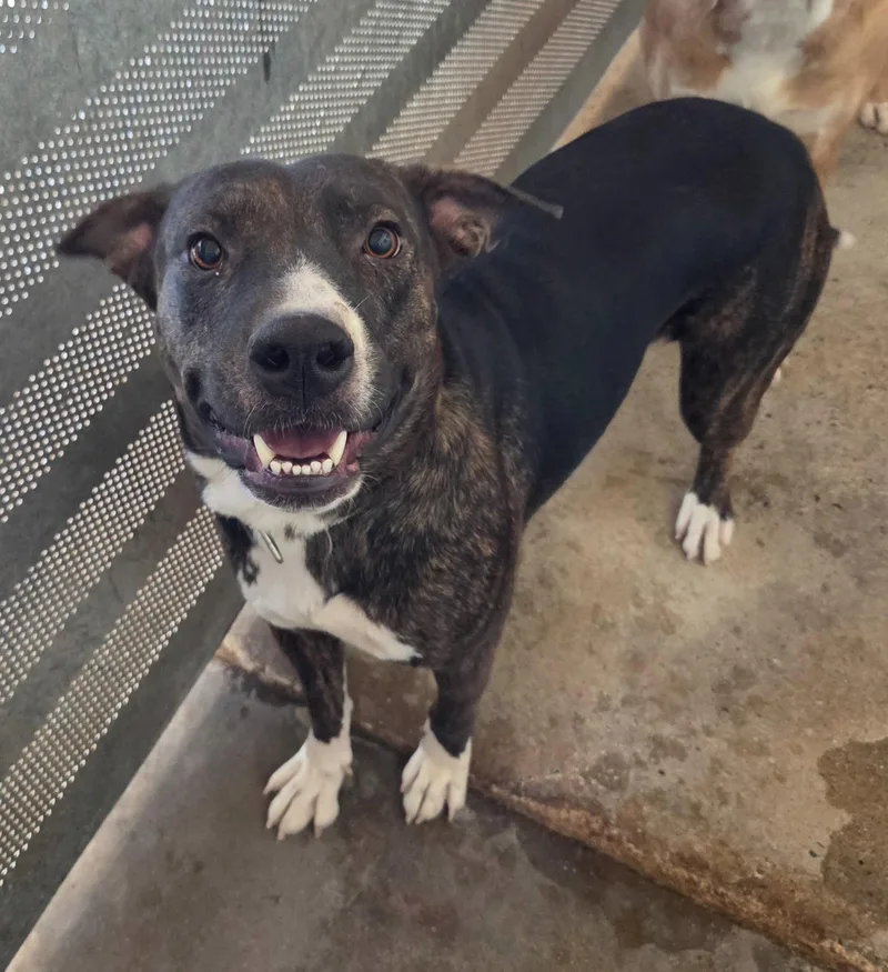 An adult large-sized female Beagle dog named Grenda for adoption in El Centro, CA
