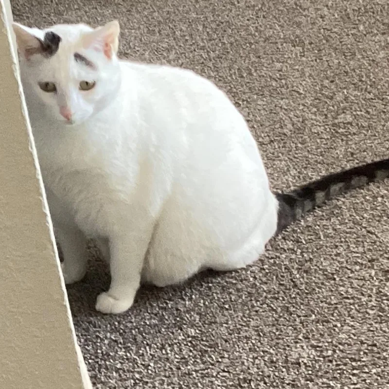 An adult extra large-sized female White Domestic Medium Hair cat named Dolly for adoption in Reno, NV