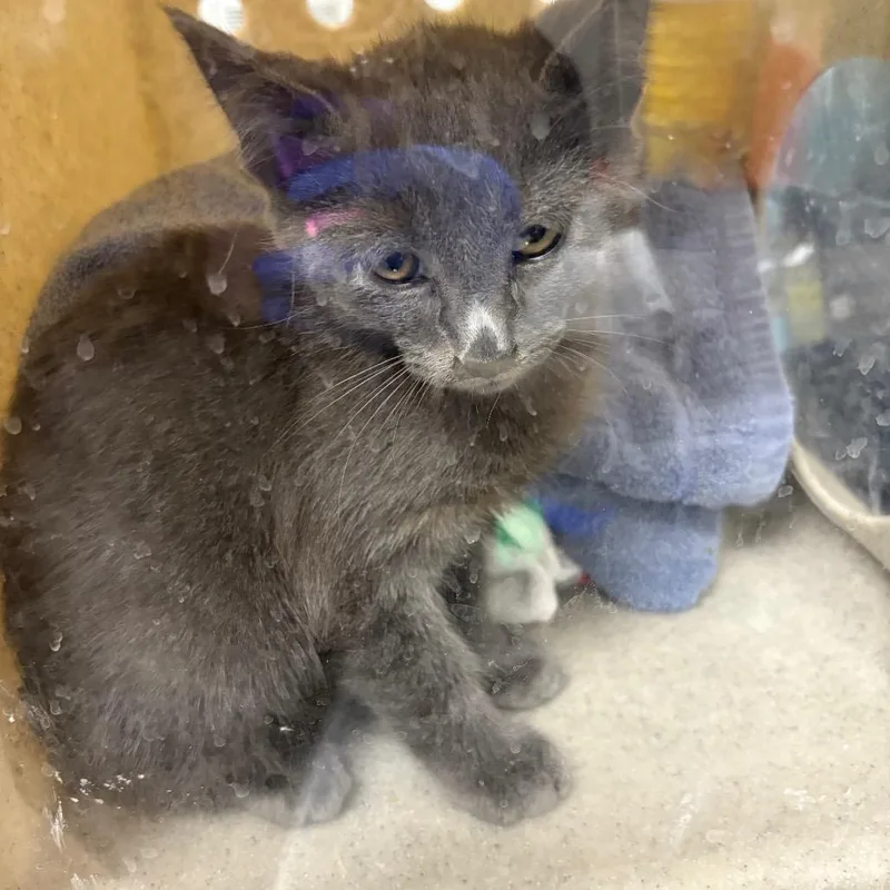 A baby small-sized male Gray / Blue / Silver Domestic Short Hair cat named Turbo for adoption in Pasadena, CA