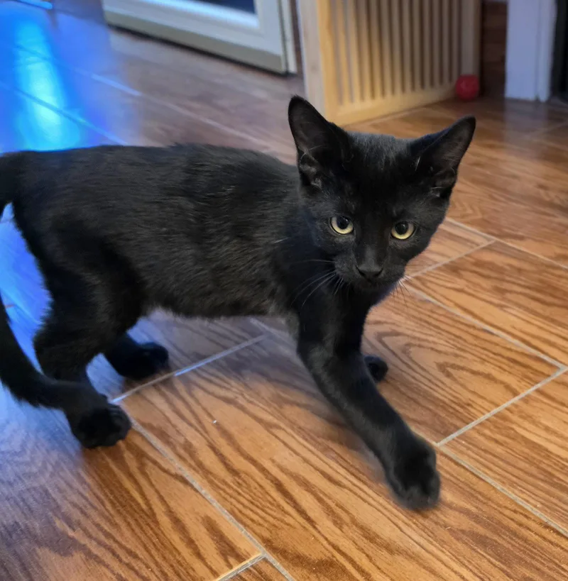 A young medium-sized male Domestic Short Hair cat named Horton for adoption in Evergreen, CO