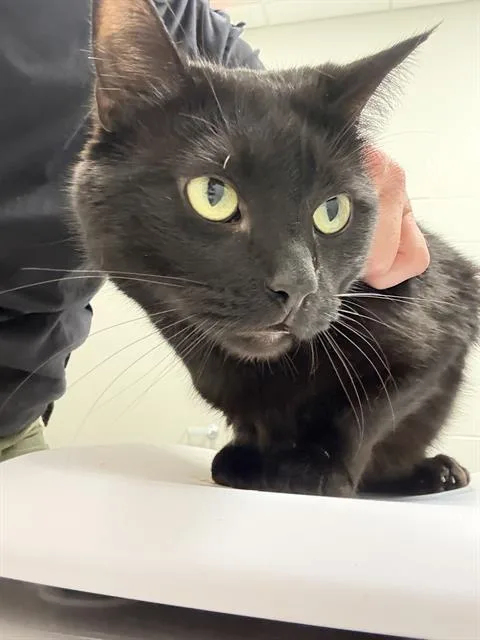 A young small-sized male Domestic Short Hair cat named Kuro for adoption in Indianapolis, IN