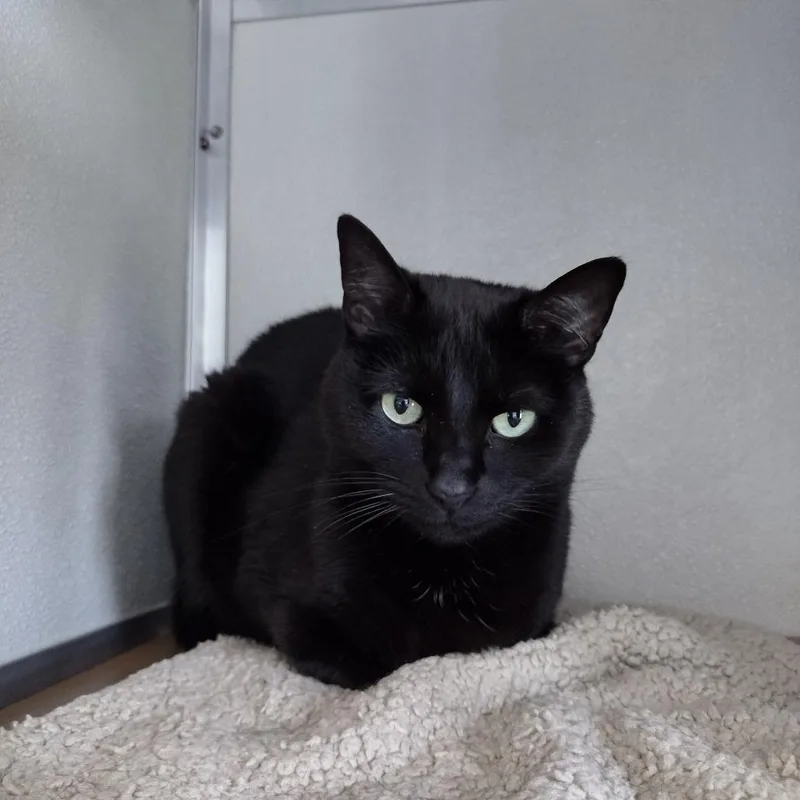 An adult medium-sized female Black Domestic Short Hair cat named Squawky for adoption in Chattanooga, TN