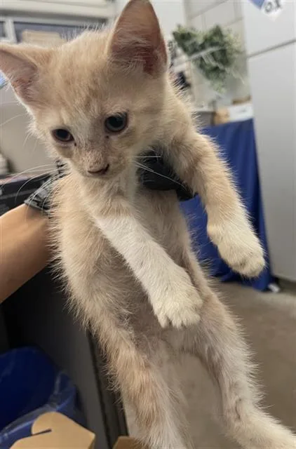 A baby medium-sized male Domestic Short Hair cat named Boots for adoption in Dallas, TX