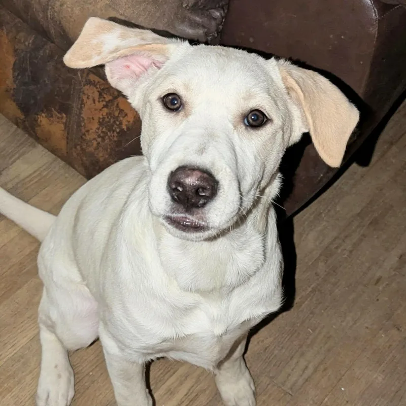 A young large-sized male White / Cream Terrier dog named Toby for adoption in CORPUS CHRISTI, TX