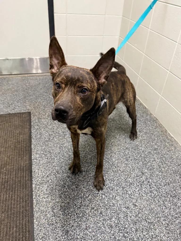 A young medium-sized male Mixed Breed dog named Sarge for adoption in Tifton, GA