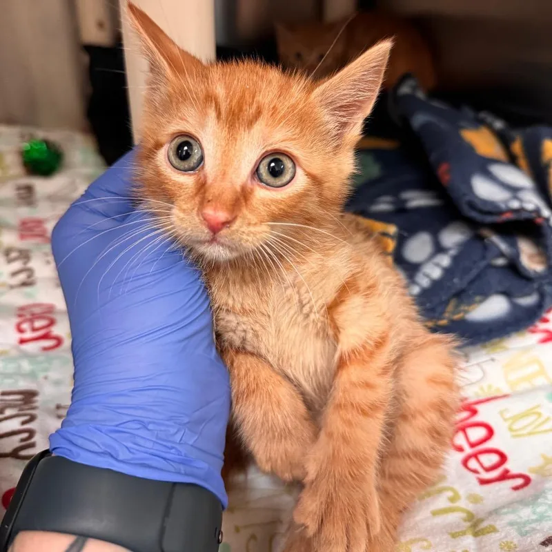 A baby small-sized male Orange / Red Domestic Short Hair cat named Hercules for adoption in Lynchburg, VA