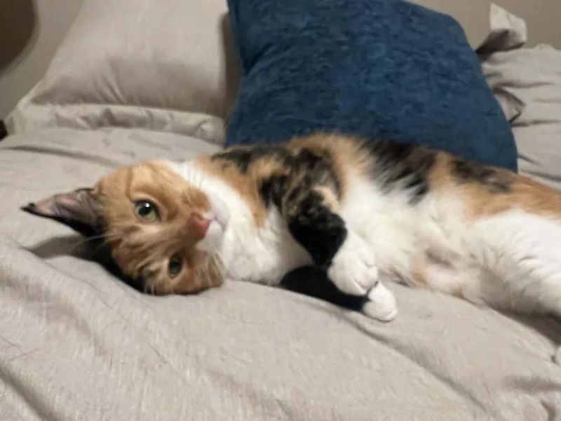 An adult medium-sized female Calico cat named Nutmeg for adoption in Harpers Ferry, WV