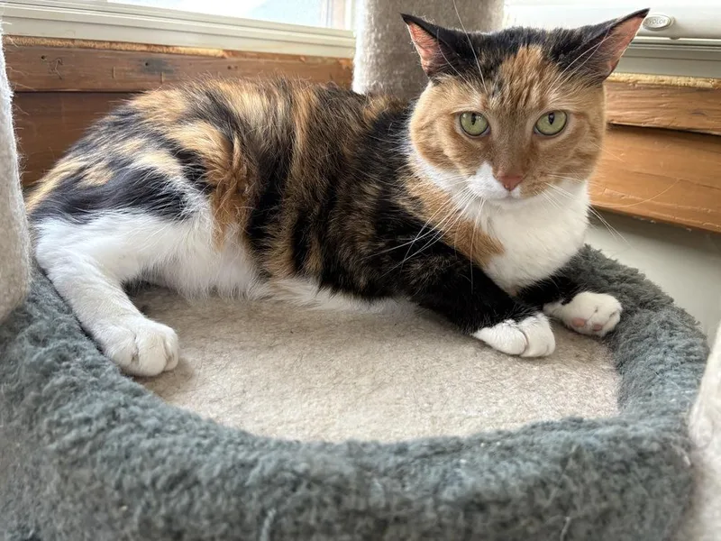 Nutmeg thumbnail 3