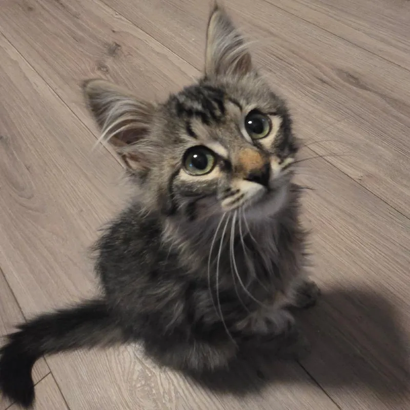 Fluffy