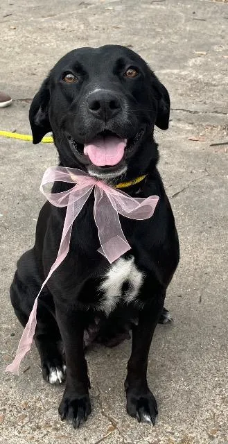 An adult medium-sized female Labrador Retriever dog named Grace for adoption in Chelmsford, MA