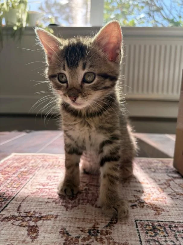 A baby small-sized male Domestic Short Hair cat named Theo for adoption in Santa Cruz, CA