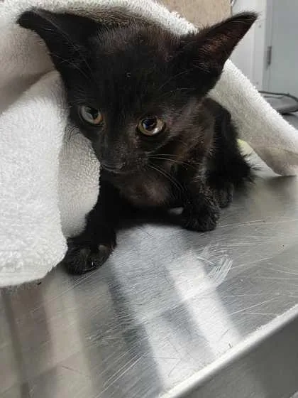 A baby small-sized female Domestic Short Hair cat named Croakie for adoption in Sevierville, TN