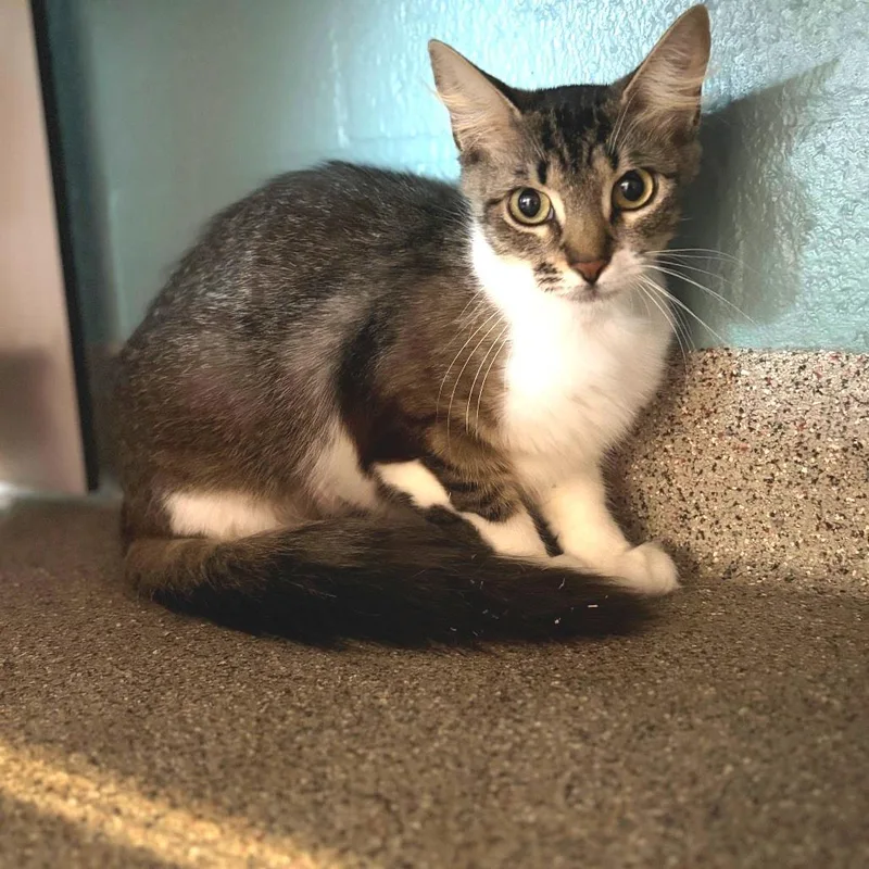 A young medium-sized female White Domestic Medium Hair cat named Marsha for adoption in Sarasota, FL