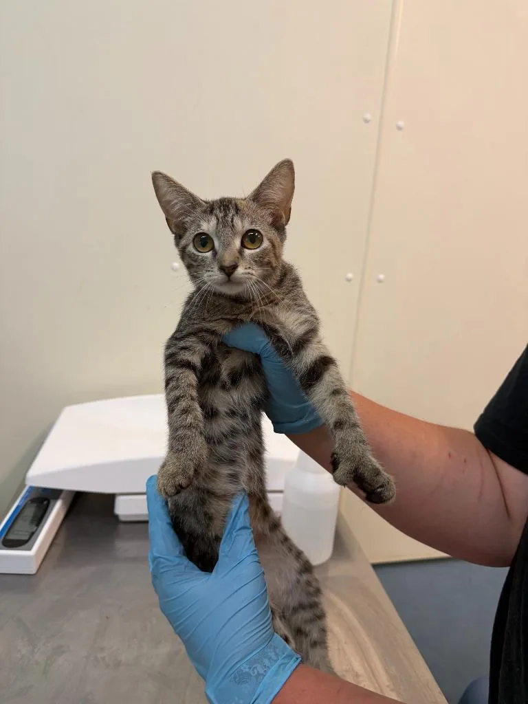 A baby small-sized male Domestic Short Hair cat named Wayne for adoption in Ogdensburg, NY
