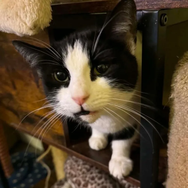 An adult large-sized male Black Domestic Short Hair cat named Sam for adoption in SAN ANTONIO, TX