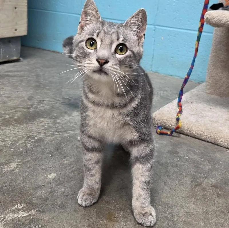 A young medium-sized male Tabby (Gray / Blue / Silver) Domestic Short Hair cat named Arbor for adoption in Chilton, WI
