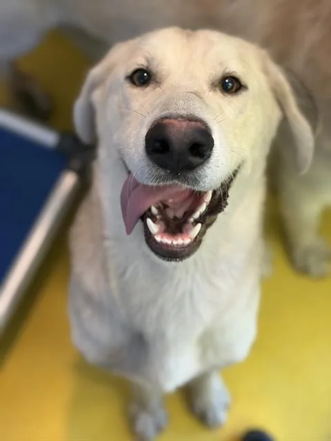 An adult large-sized male Mixed Breed dog named Lee for adoption in Dallas, TX