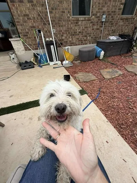 A young small-sized male White / Cream Poodle dog named Shakiro for adoption in Vernon, CT