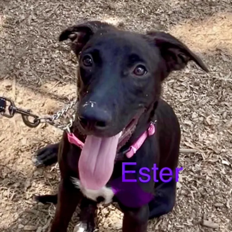 Ester thumbnail 2