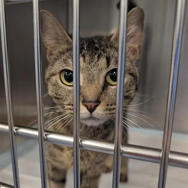 An adult medium-sized female Buff / Tan / Fawn Domestic Short Hair cat named Gum for adoption in Greensboro, NC