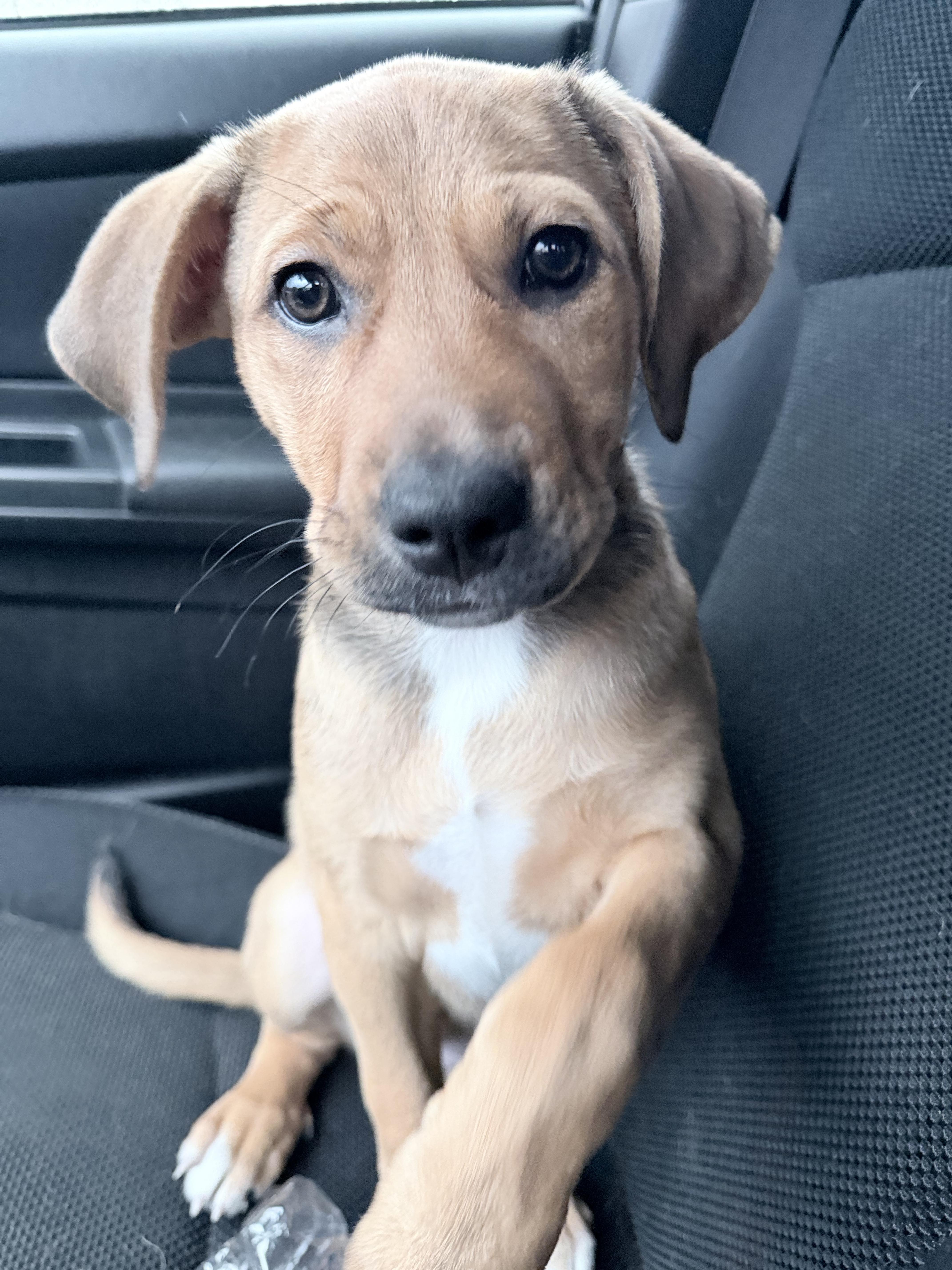 A baby medium-sized female Australian Shepherd dog named Jwoww for adoption in Copiague, NY