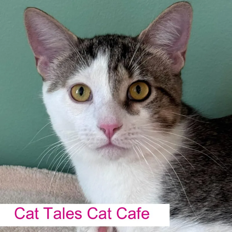 A young medium-sized male White Domestic Short Hair cat named Poplar for adoption in Chapel Hill, NC