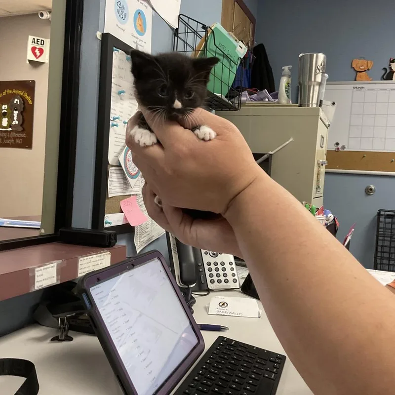 A baby small-sized female Black Domestic Short Hair cat named Truffle for adoption in St Joseph, MO