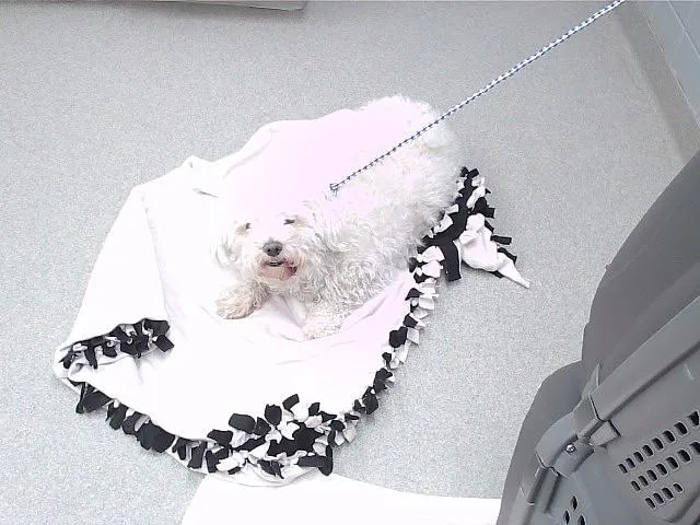 An adult small-sized male Poodle dog named Lil Murphy for adoption in Omaha, NE