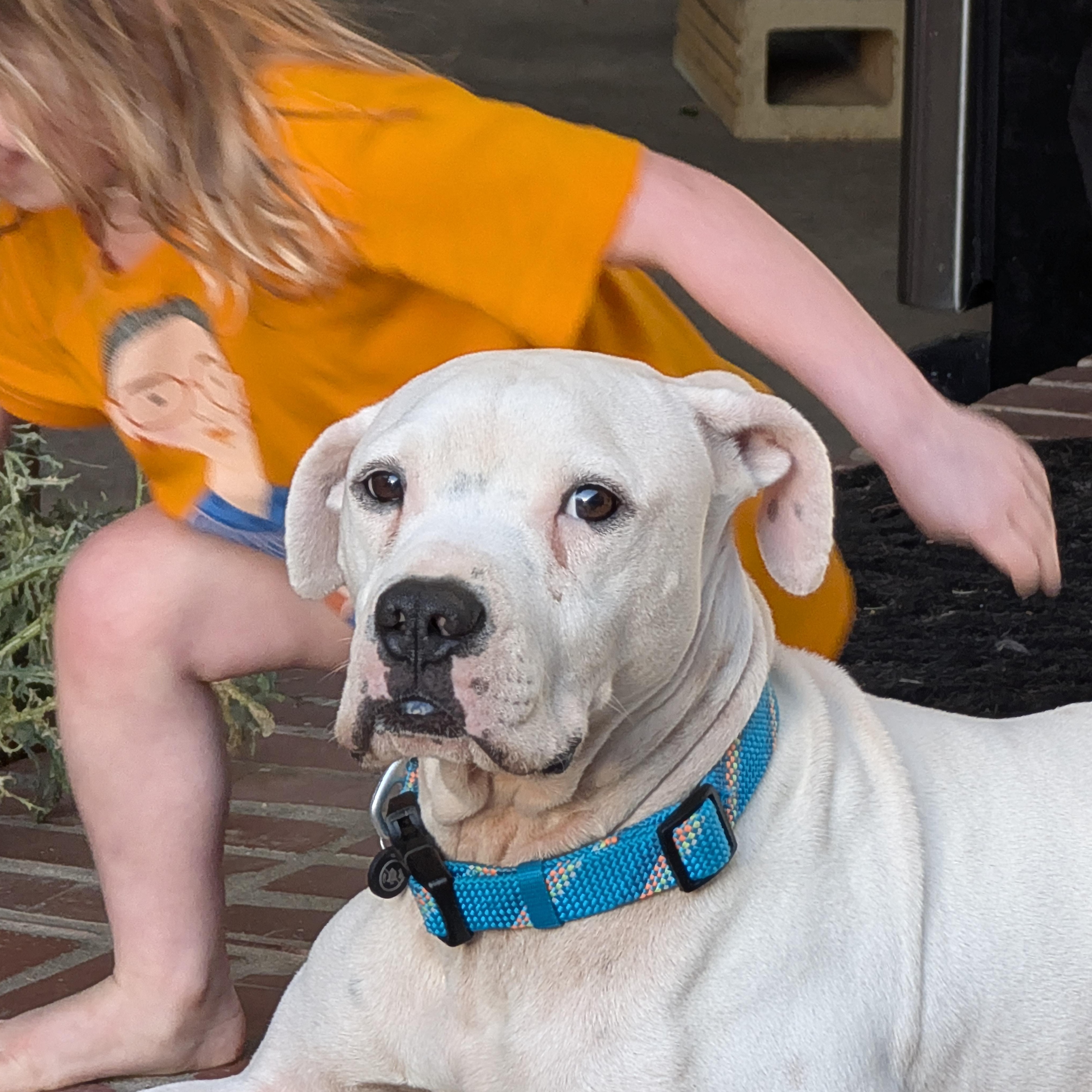 An adult medium-sized male White / Cream Pit Bull Terrier dog named Saint for adoption in Baton Rouge, LA