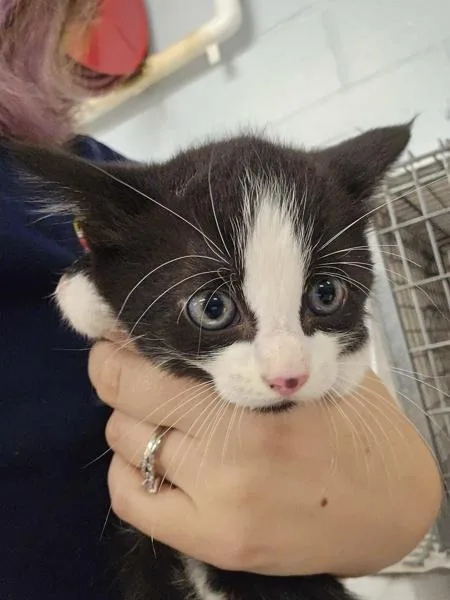 Cilantro
