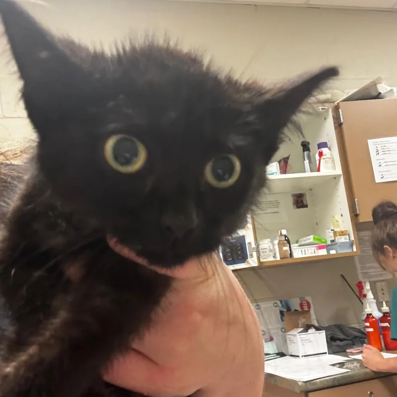 A baby small-sized female Black Domestic Short Hair cat named Bernadette for adoption in Bristol, IN